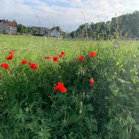 Tiny House Im Gruenen *